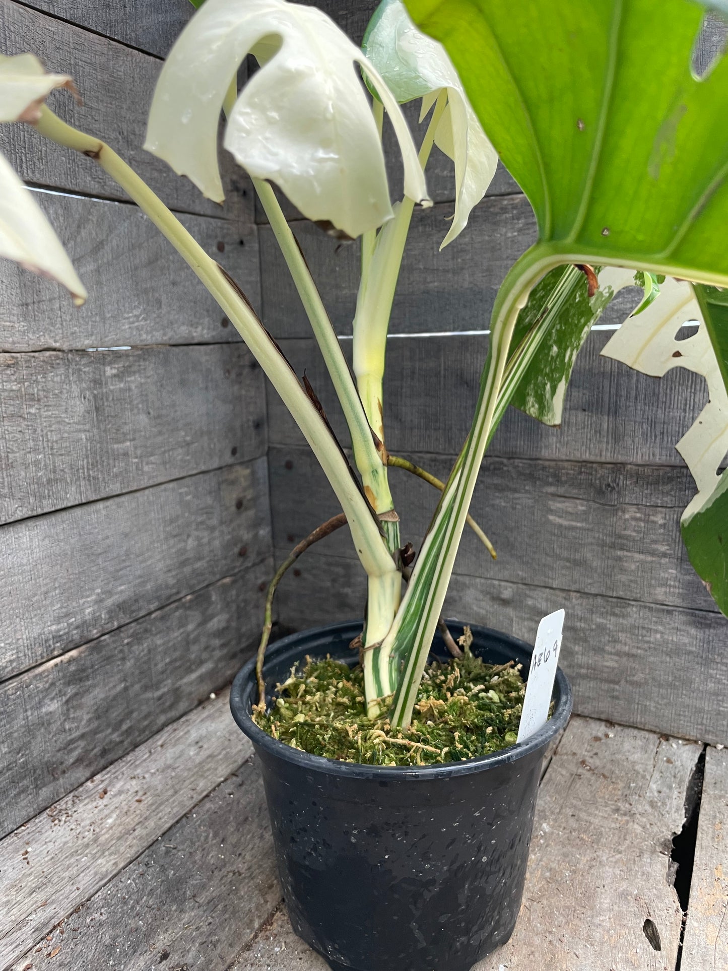Monstera Albo AE69