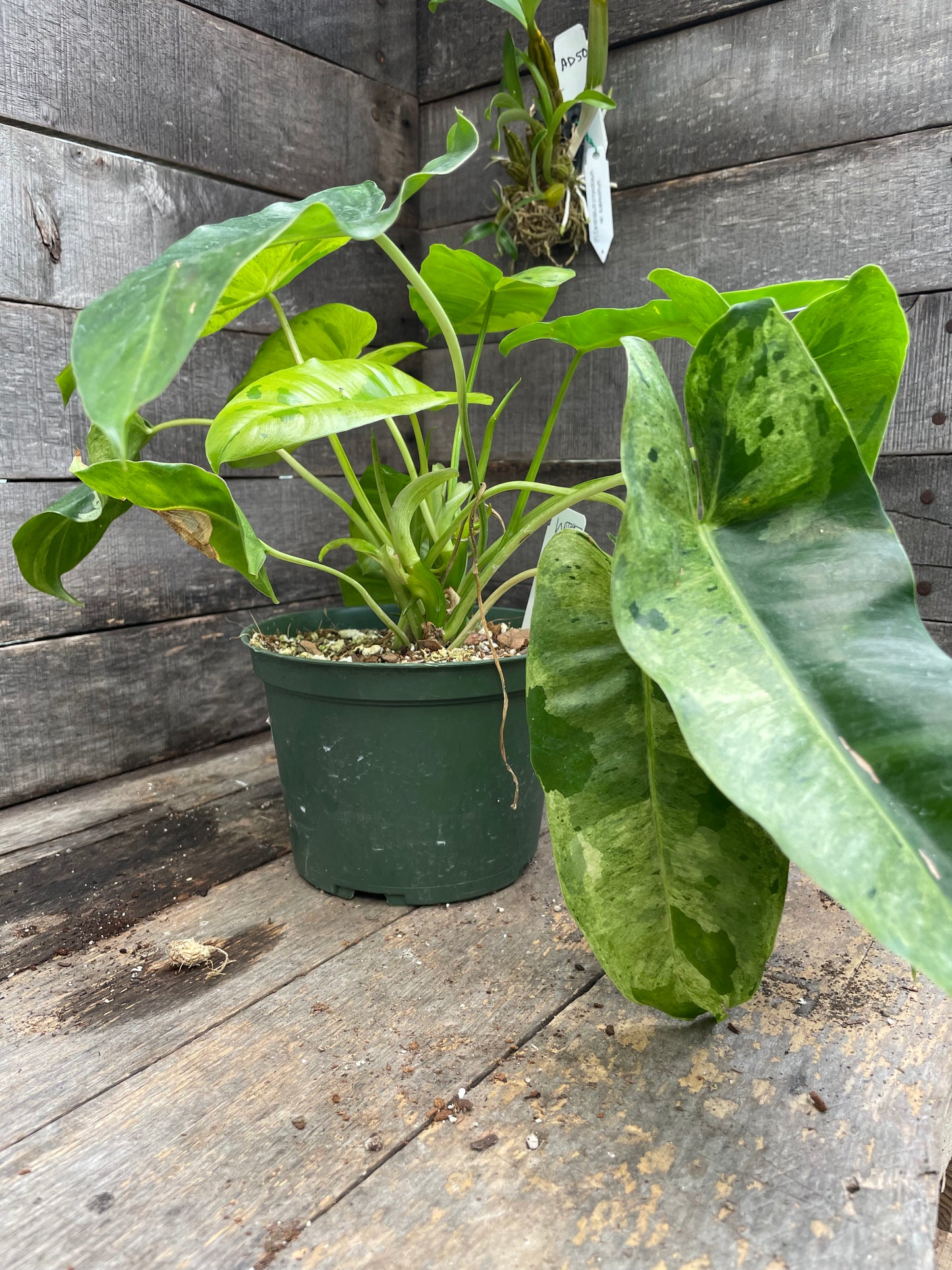 Philodendron Burle Marx Mint AA09