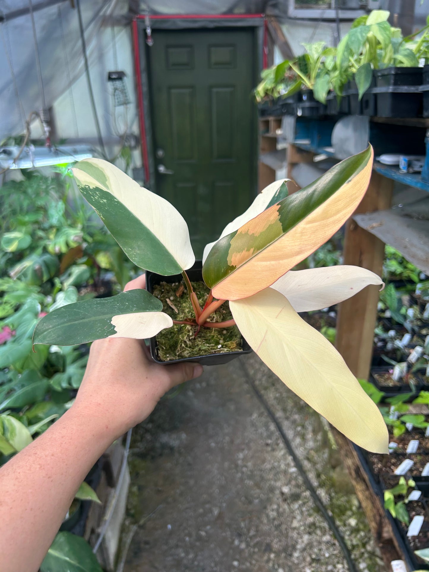 Philodendron Dark Lord Variegated