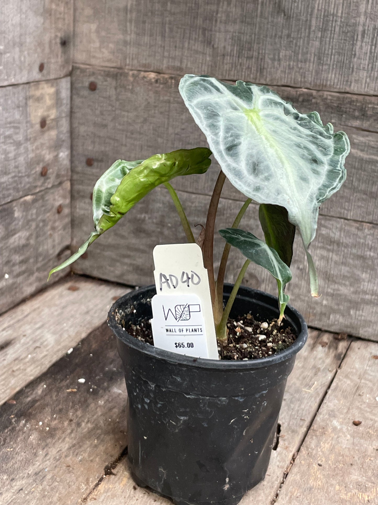 Alocasia Venom