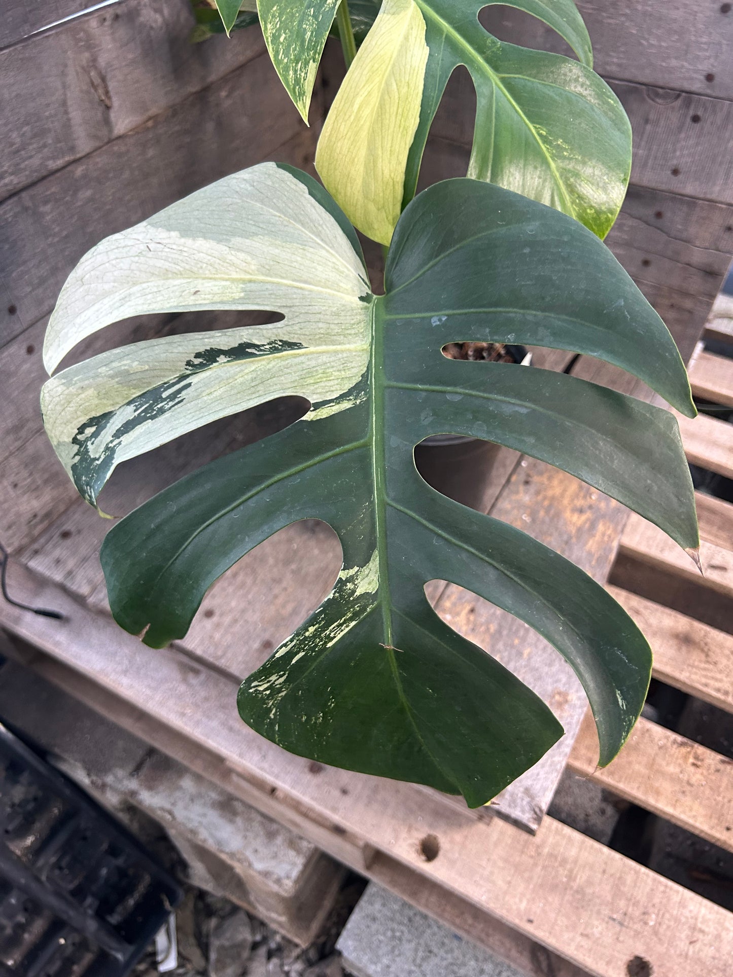 Monstera Deliciosa Mint Variegated AD66