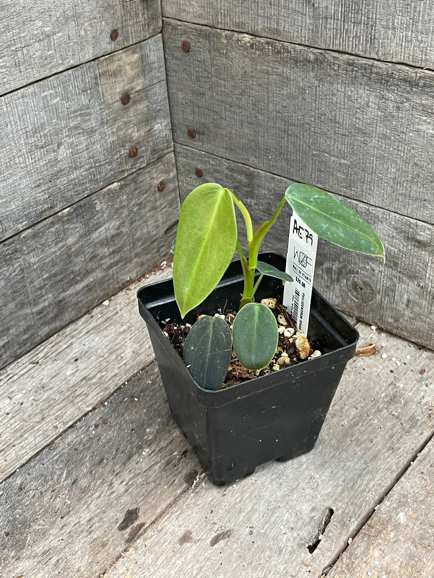 Philodendron Gigas