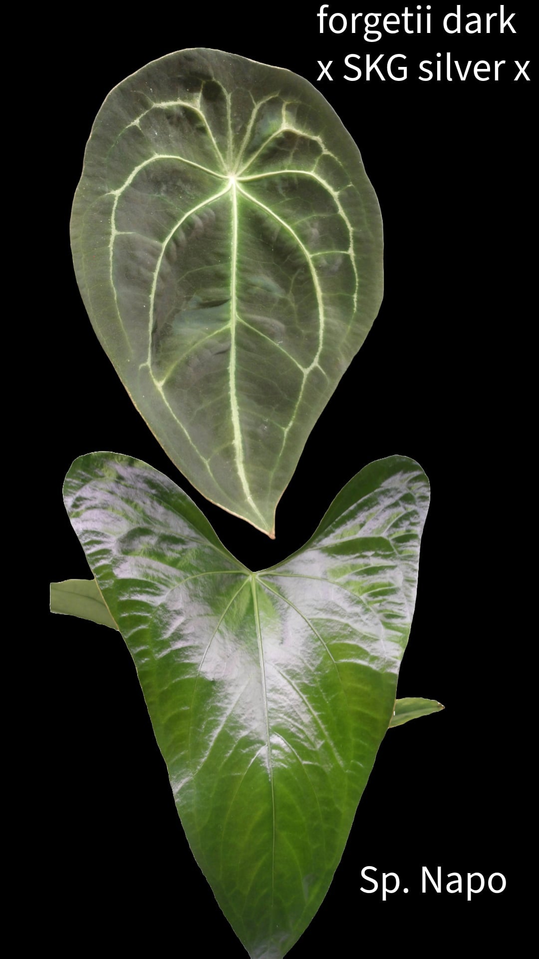 Anthurium ‘Dark Napo’