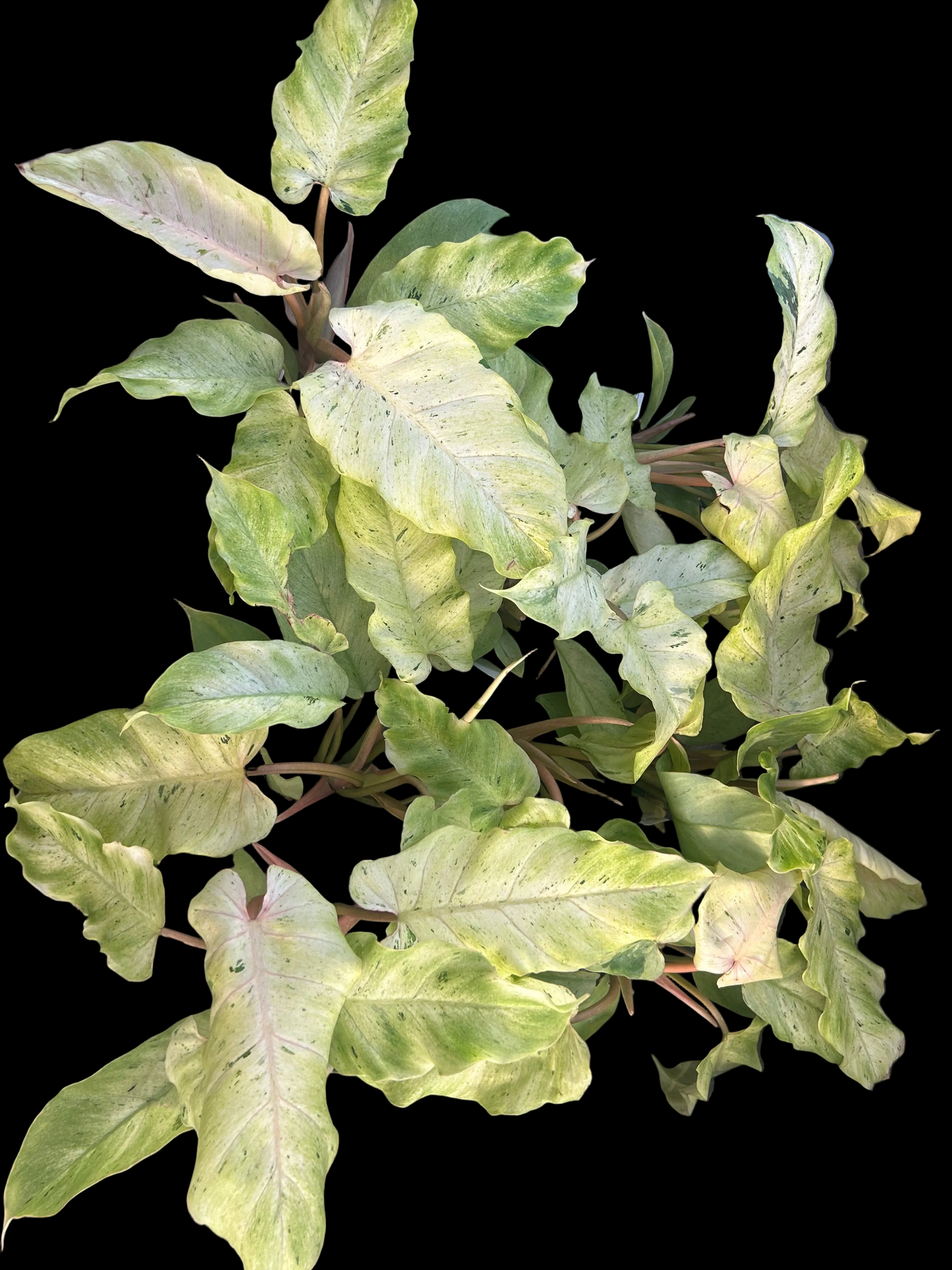 Philodendron Snowdrift