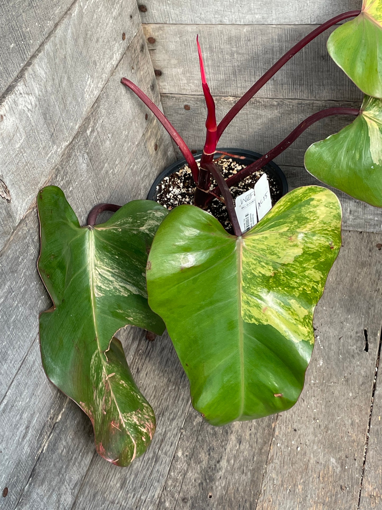 Philodendron Strawberry Shake AC15