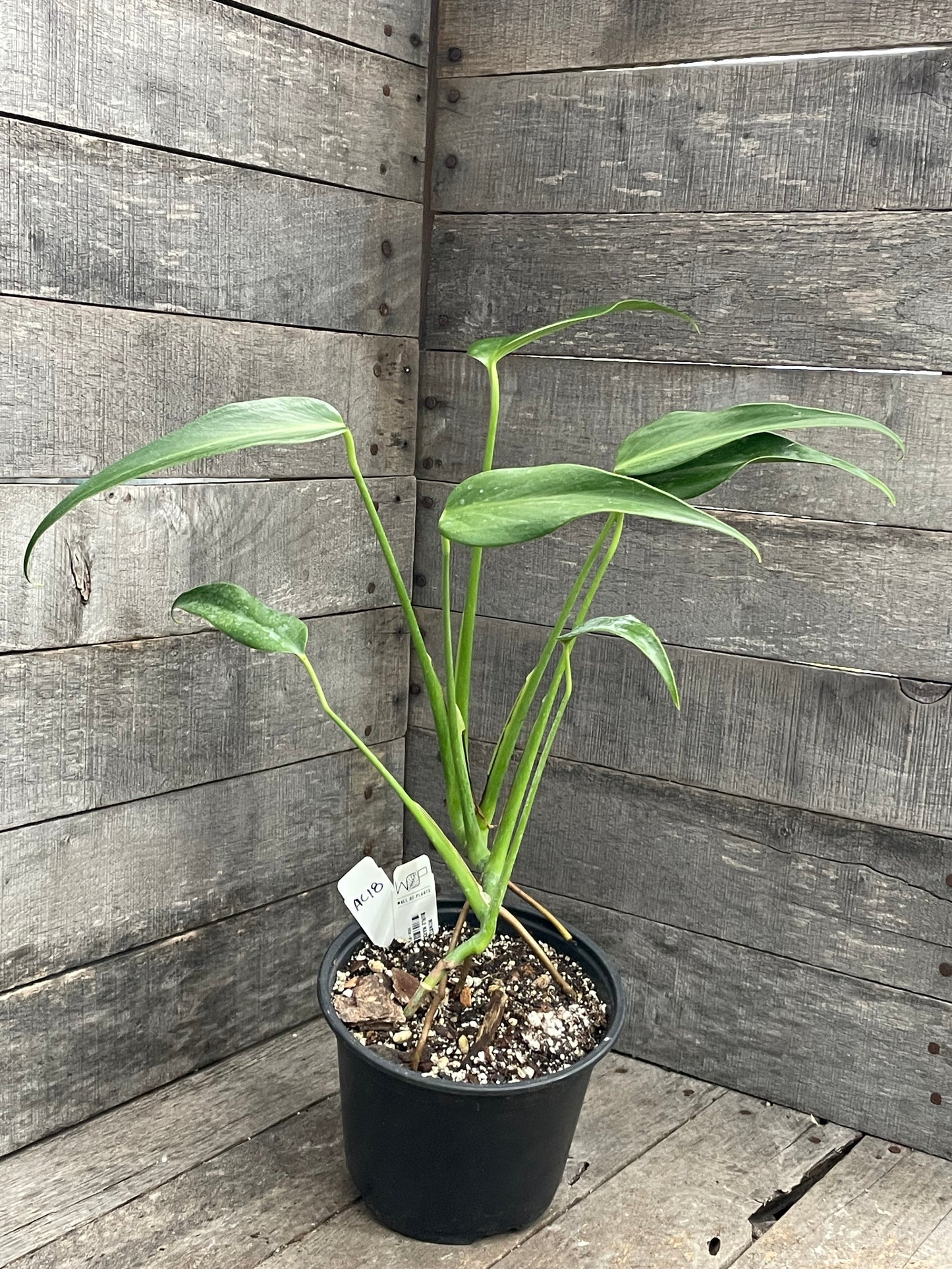 Monstera Burle Marx Flame AC18