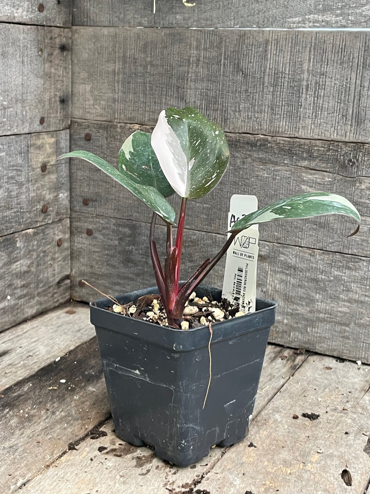 Philodendron Red Anderson