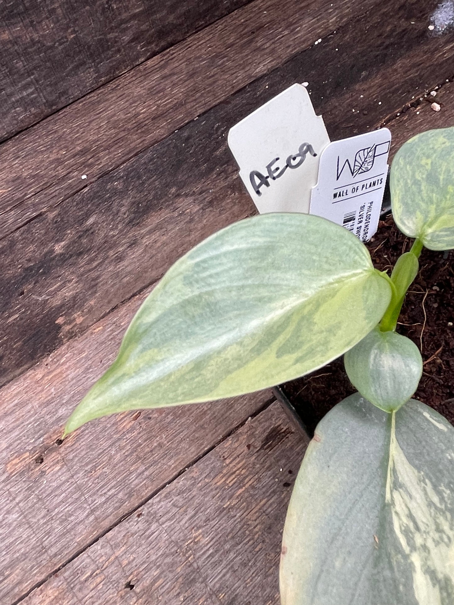 Philodendron Hastatum 'Silver Sword' Variegated AE09
