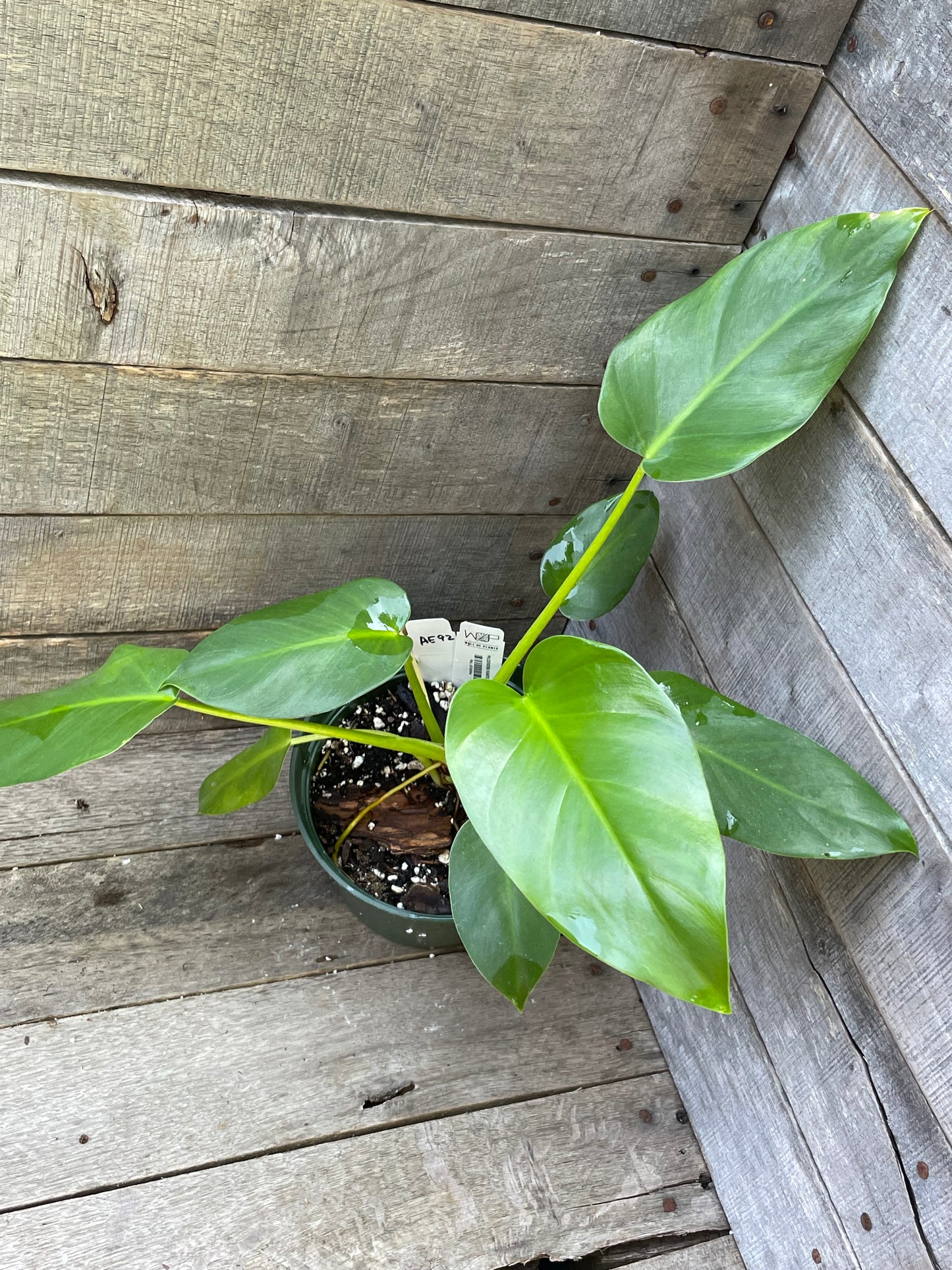 Philodendron Giganteum