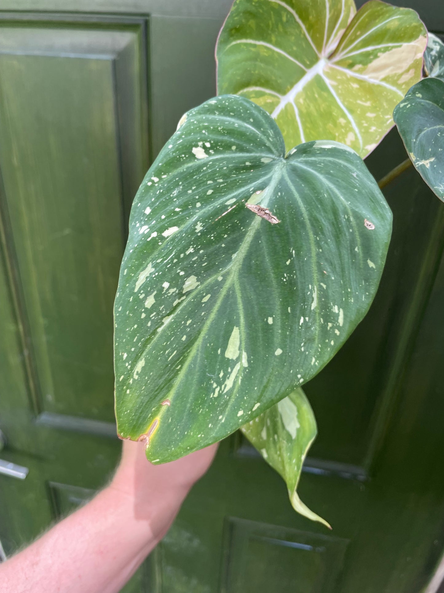 Philodendron Gloriosum Tricolor AE12