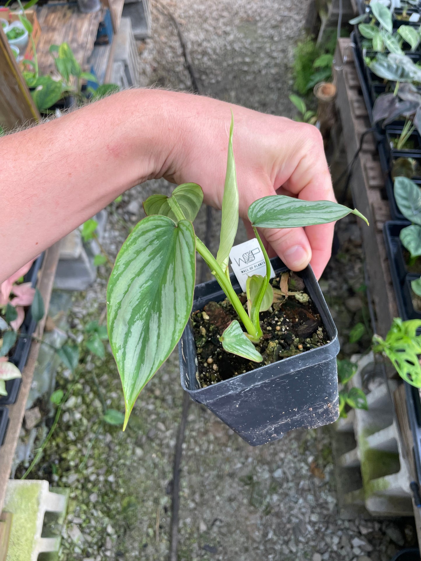 Philodendron Mamei Silver Cloud