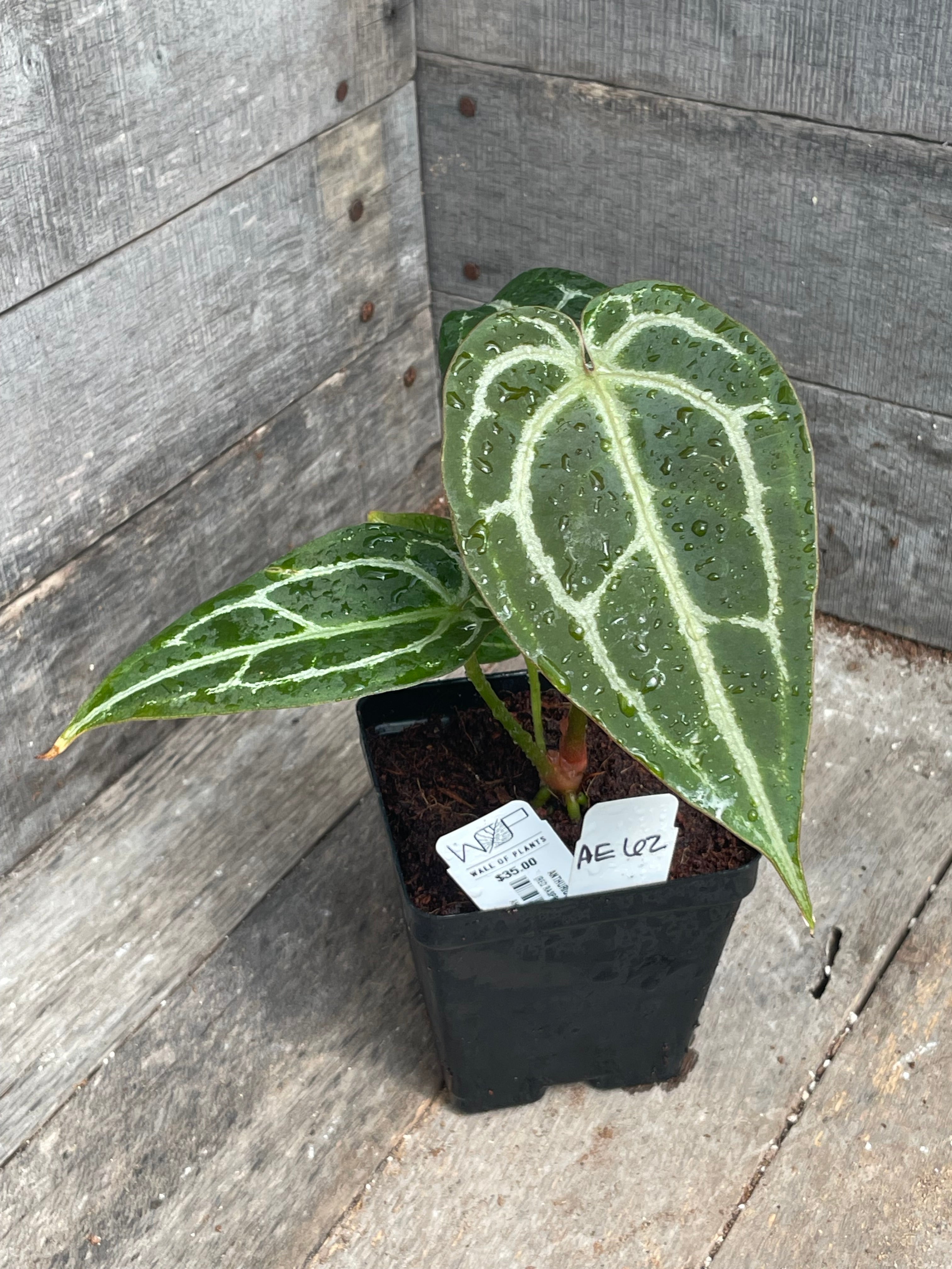 Anthurium 'Red Rum' – Wall of Plants