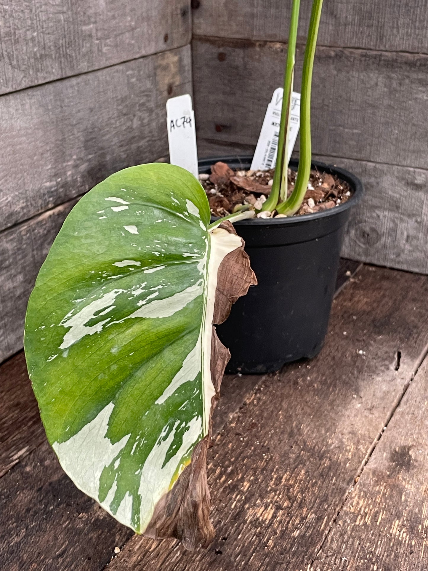 Monstera Deliciosa Mint Variegated AC74