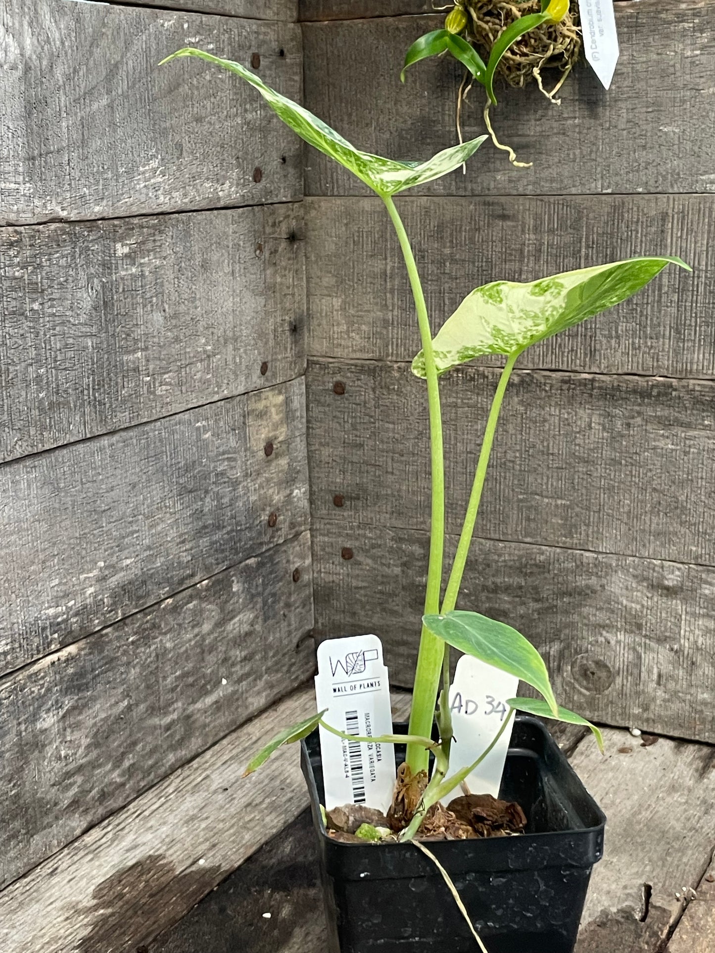Alocasia Macrorrhiza Variegated AD34