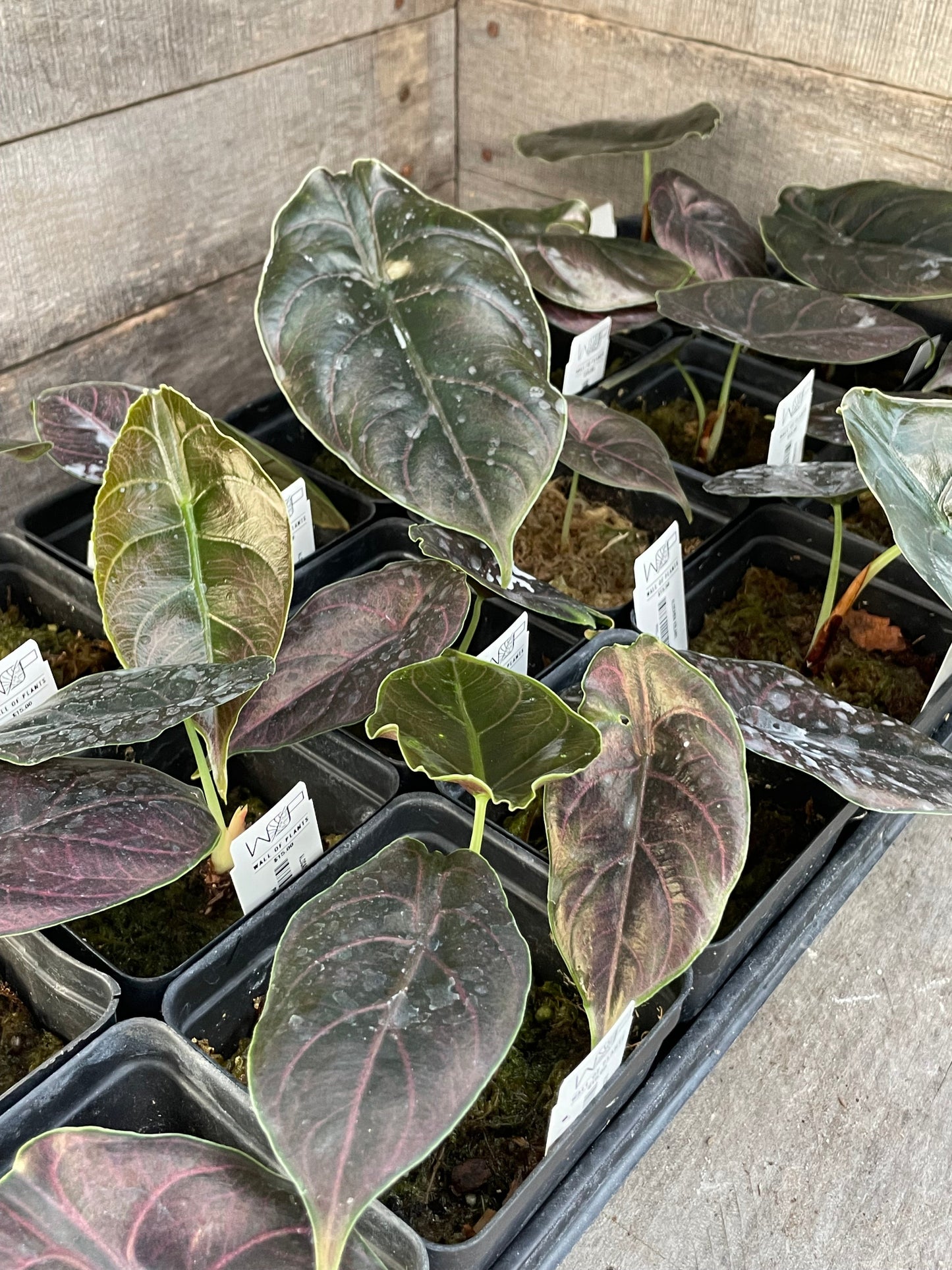 Alocasia Azlanii Flat