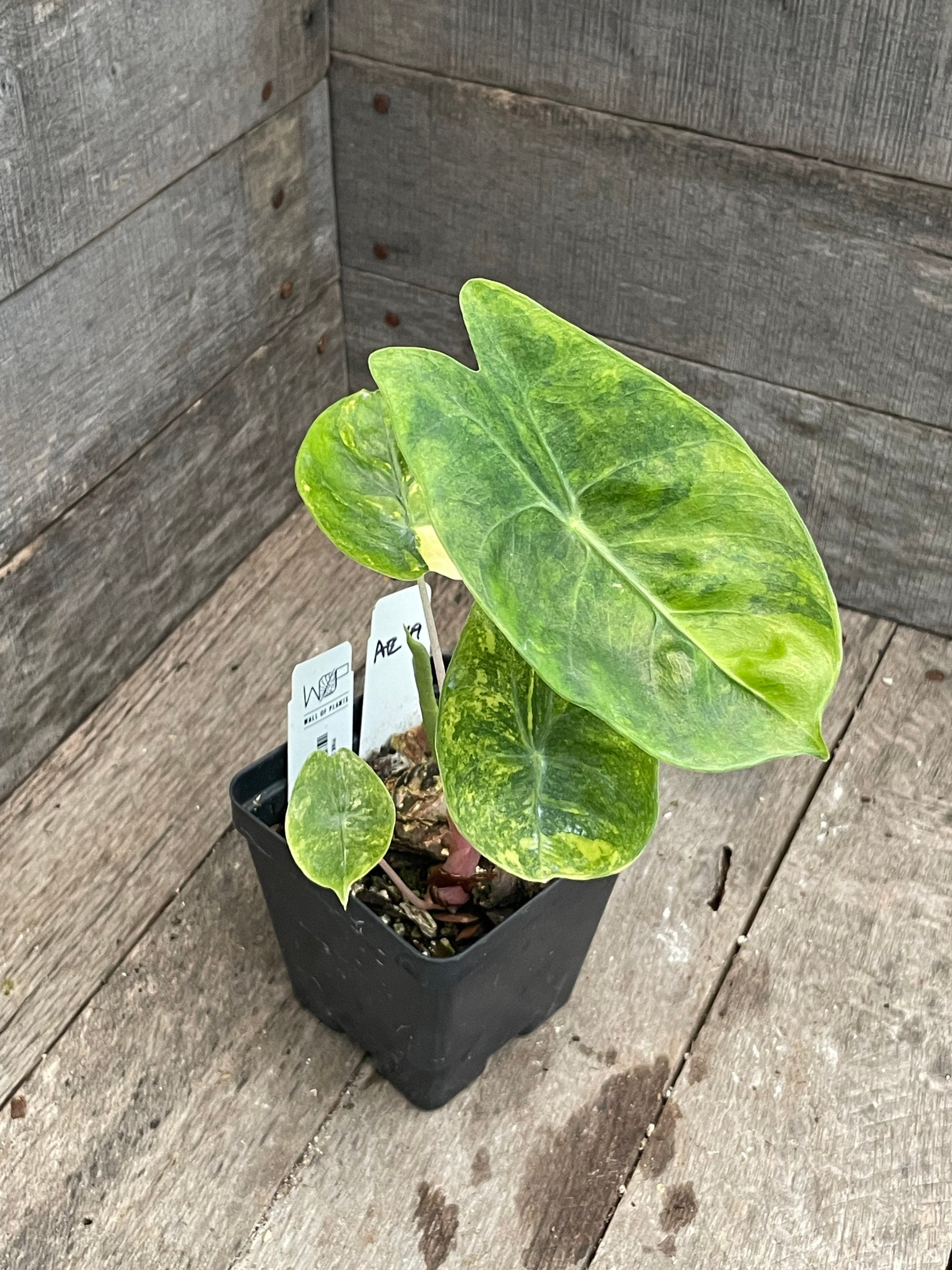 philodendron alocasia Alocasia Pink Dragon Aurea Variegated AE49