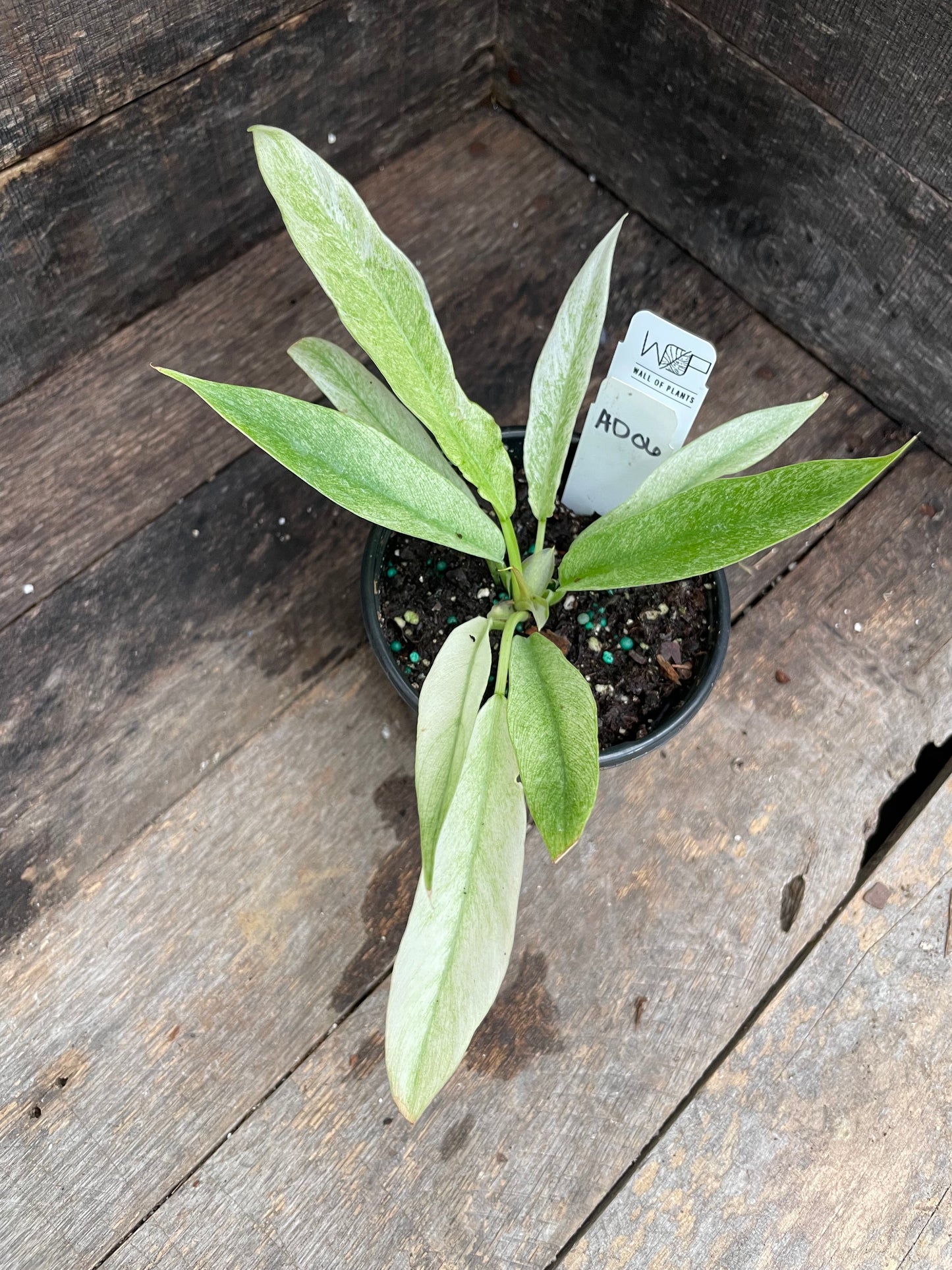 Philodendron Pluto Mint