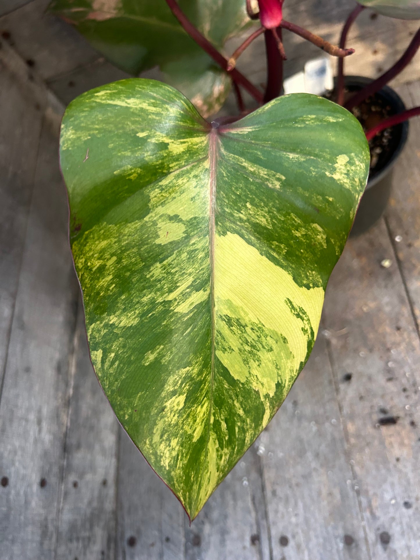 Philodendron Strawberry Shake AE62