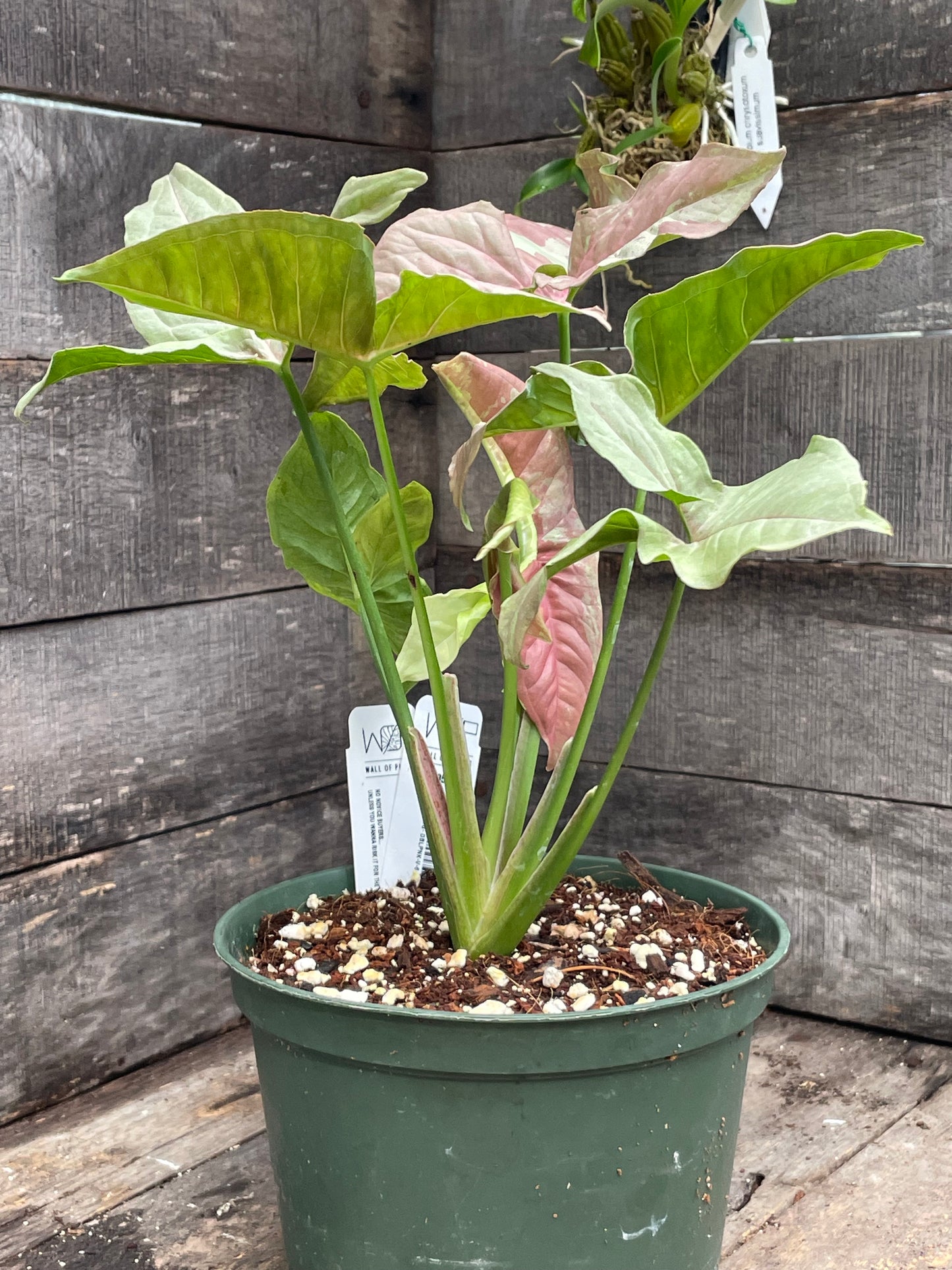 Syngonium Double Pink AA08