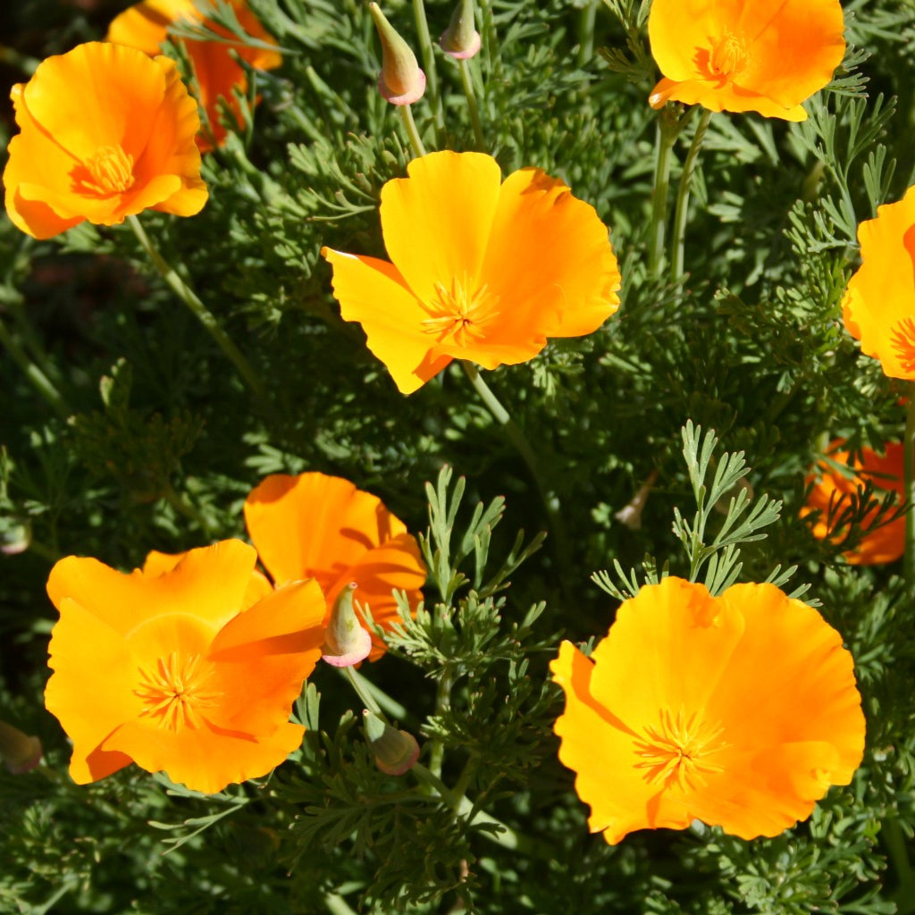 Orange California Poppies
