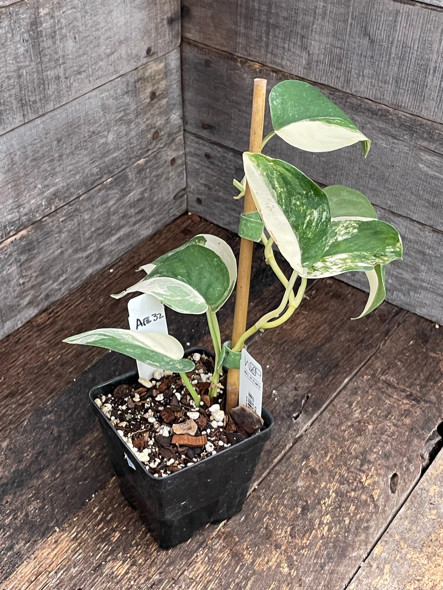 Scindapsus Jade Satin Variegated AE32