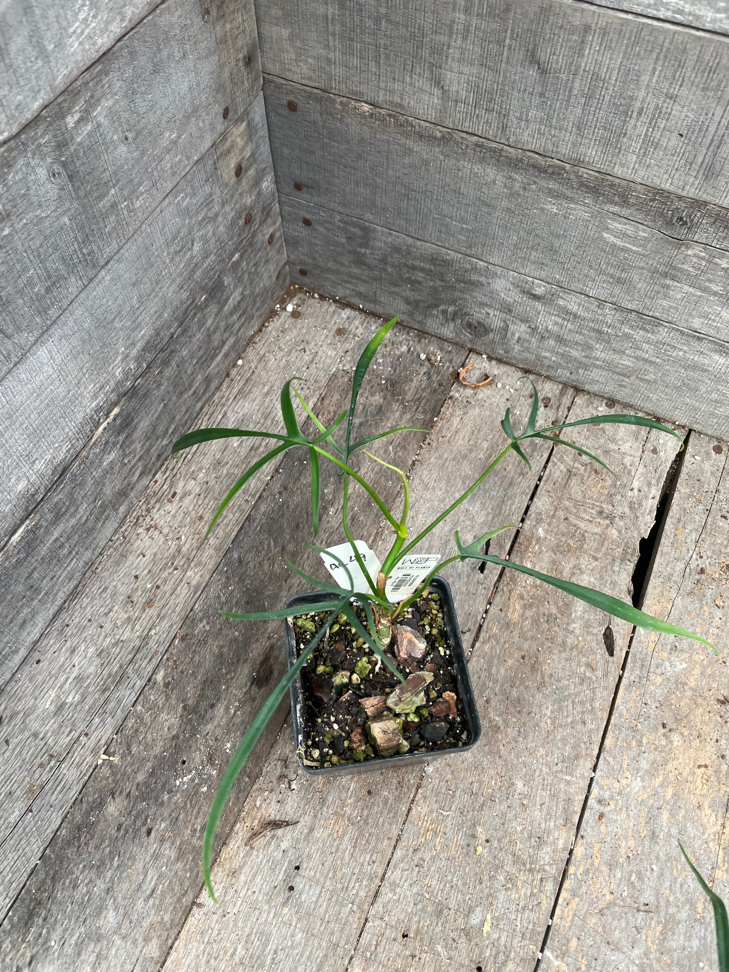 Philodendron Polypodioides AC49