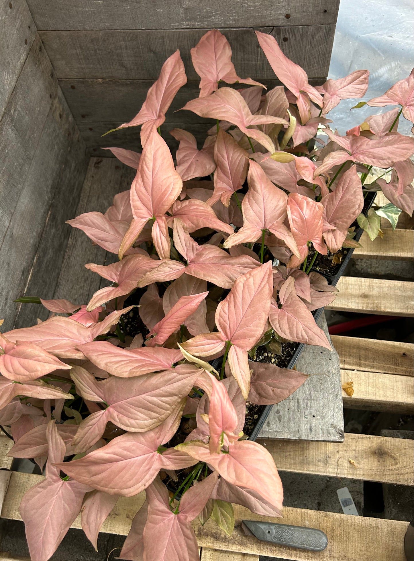 Custom Order- B. Schirf