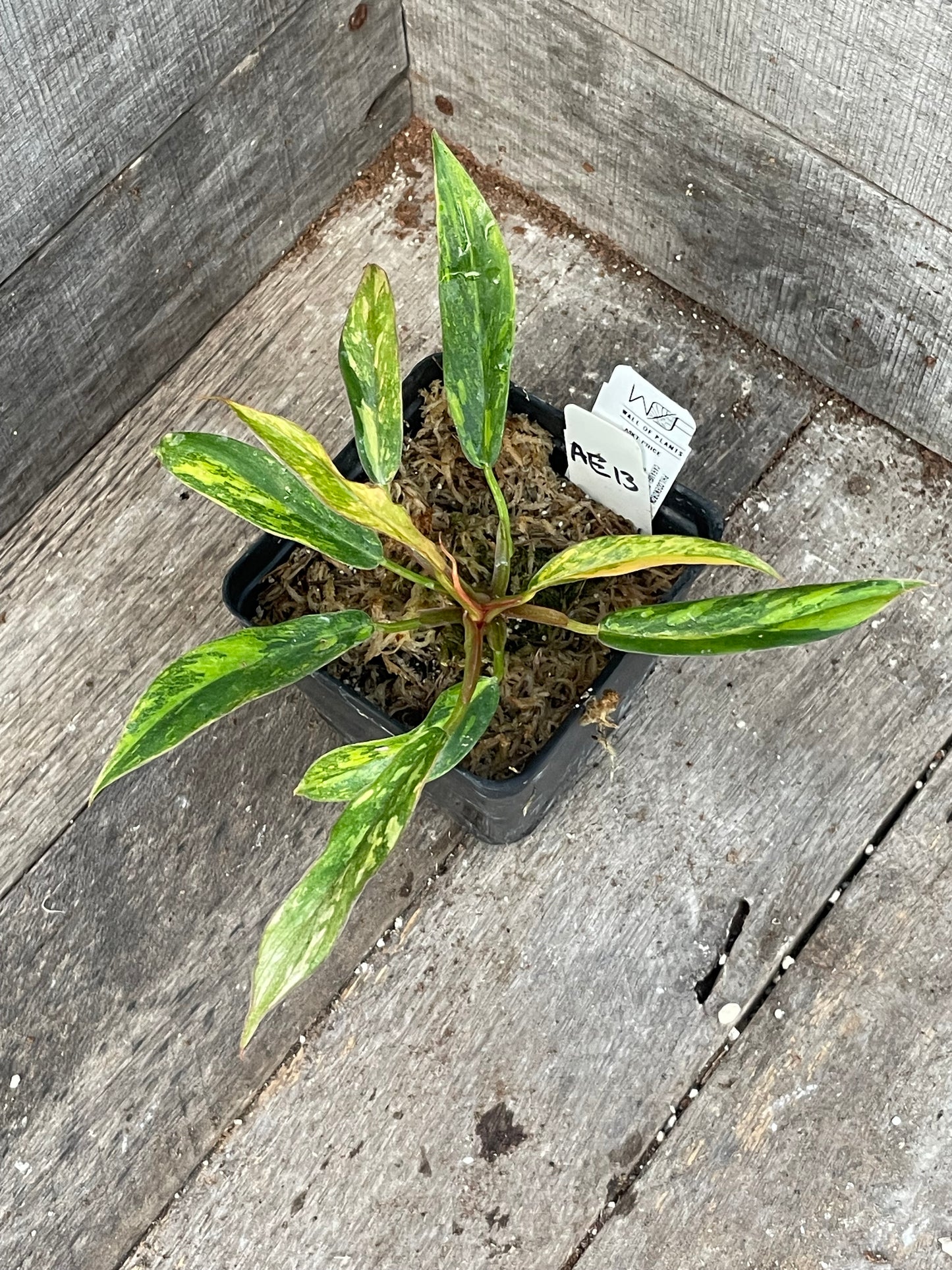 Philodendron ‘Fire Tiger’ Caramel Marble AE13