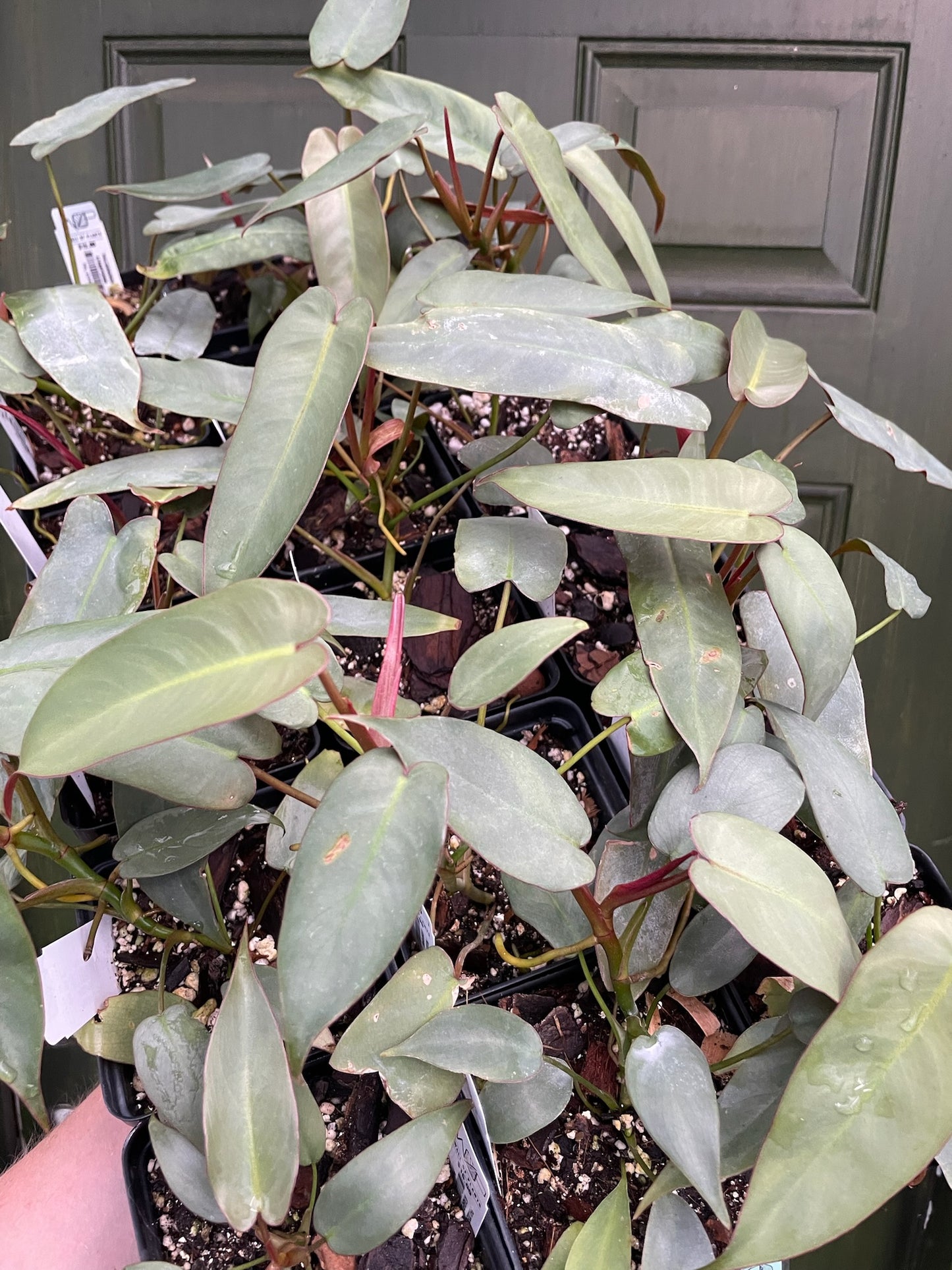 Custom Order- K. Pettit