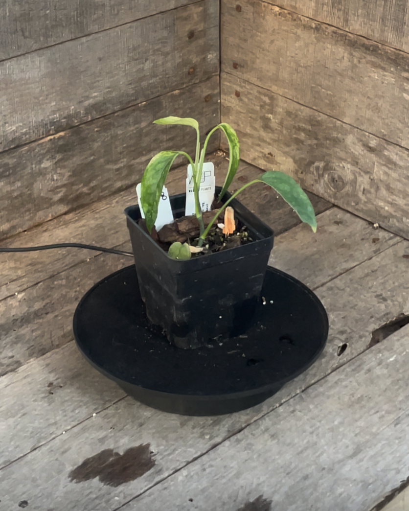 Epipremnum Bali Hanoman