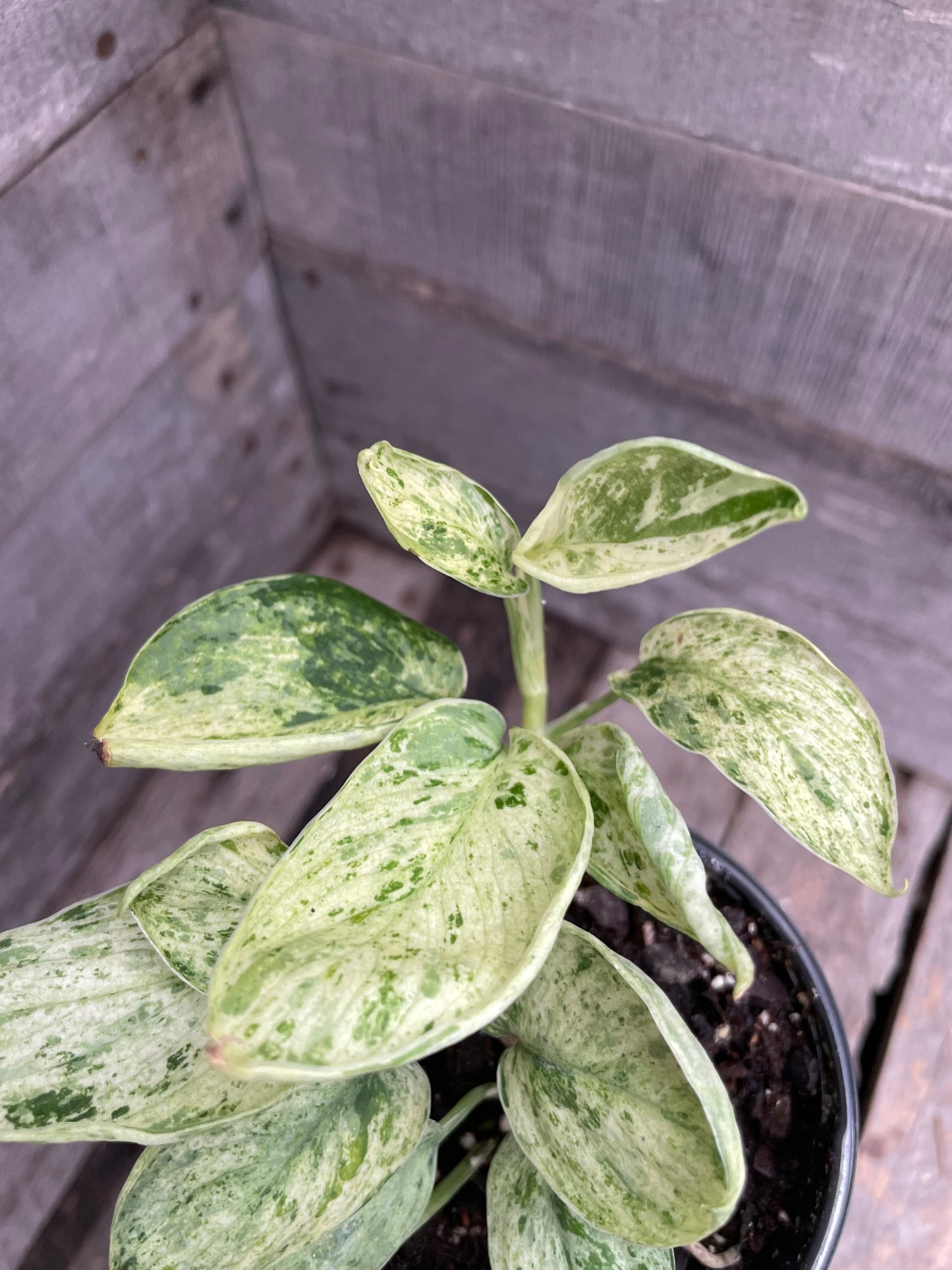 Scindapsus Marble Queen AD61