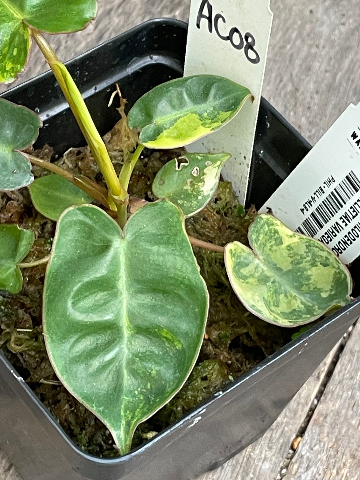 Philodendron Billietiae Variegata AC08