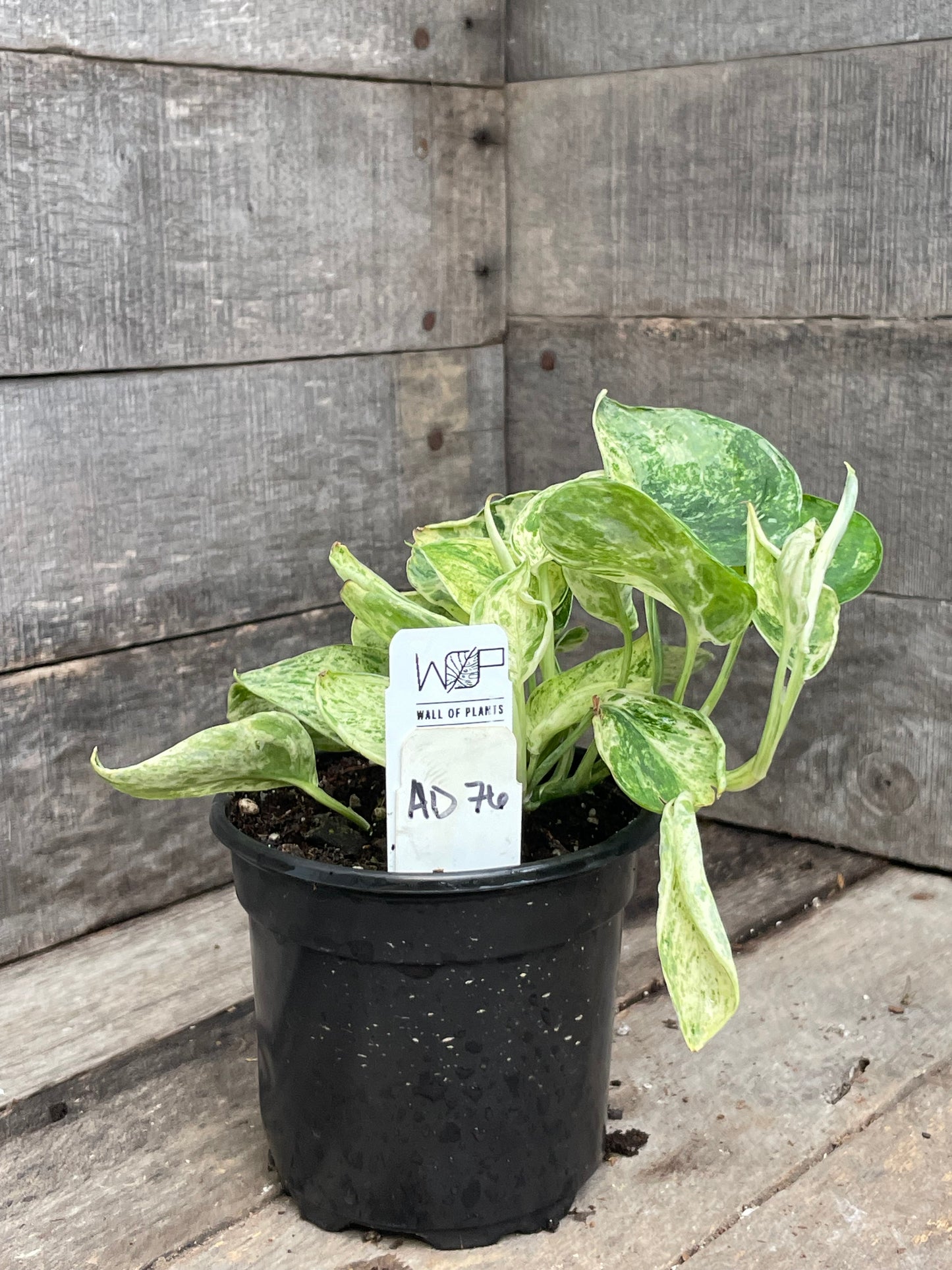 Scindapsus Marble Queen AD76