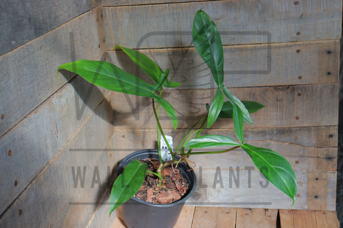 Philodendron 69686. good no shipping: ca,az,tx,la