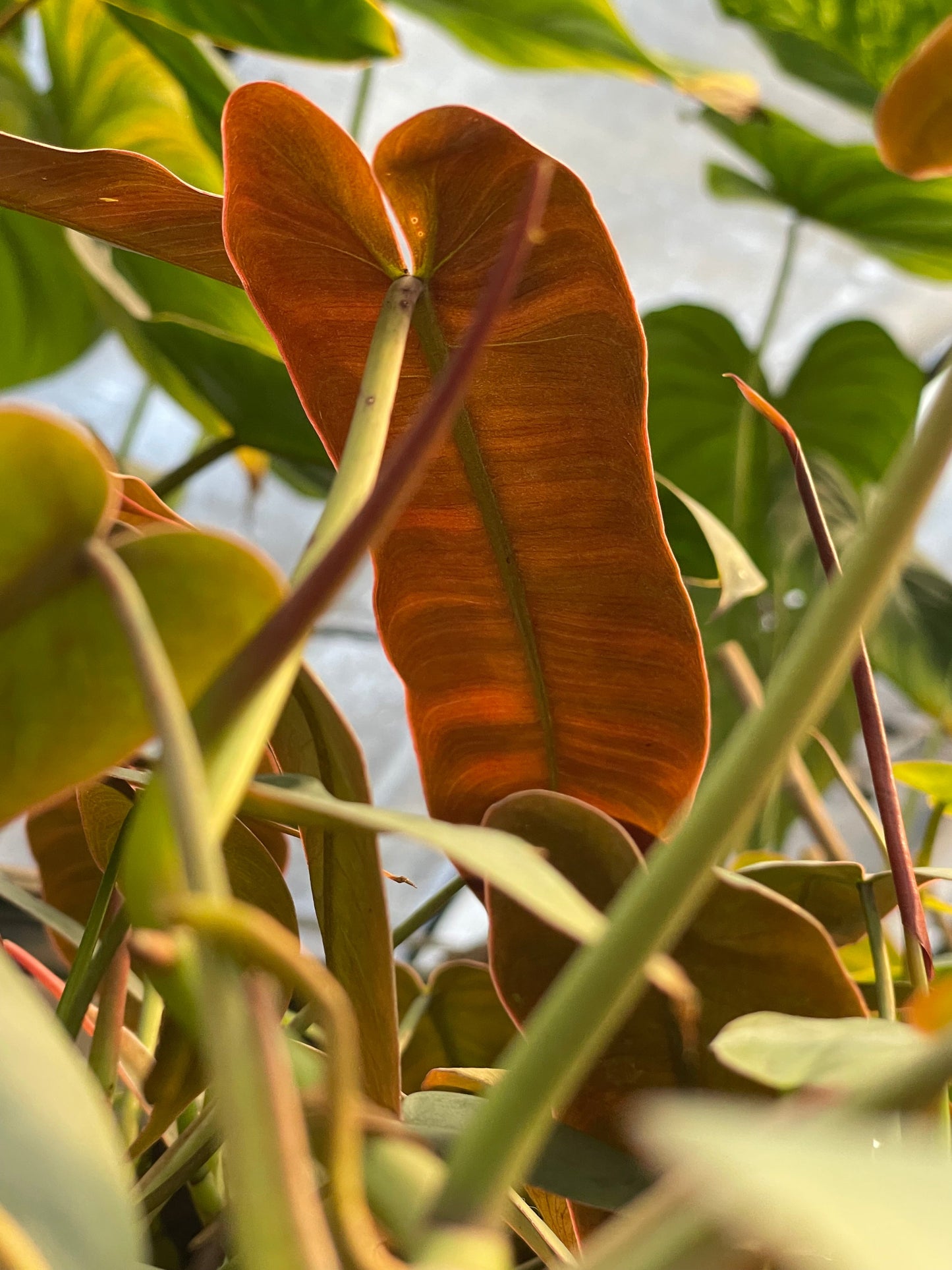 Close up of Philodendron Atabapoense leaf