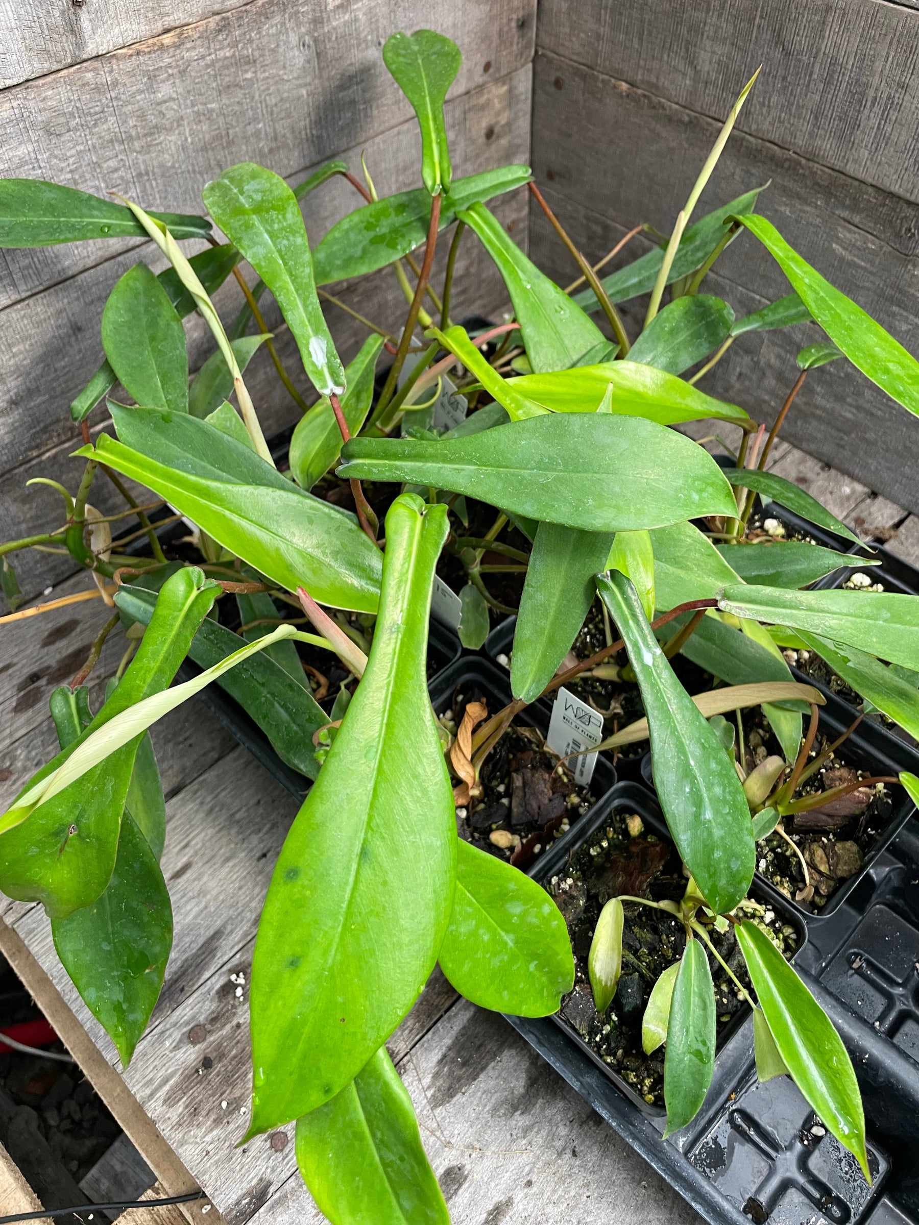 philodendron joy Philodendron Joepii