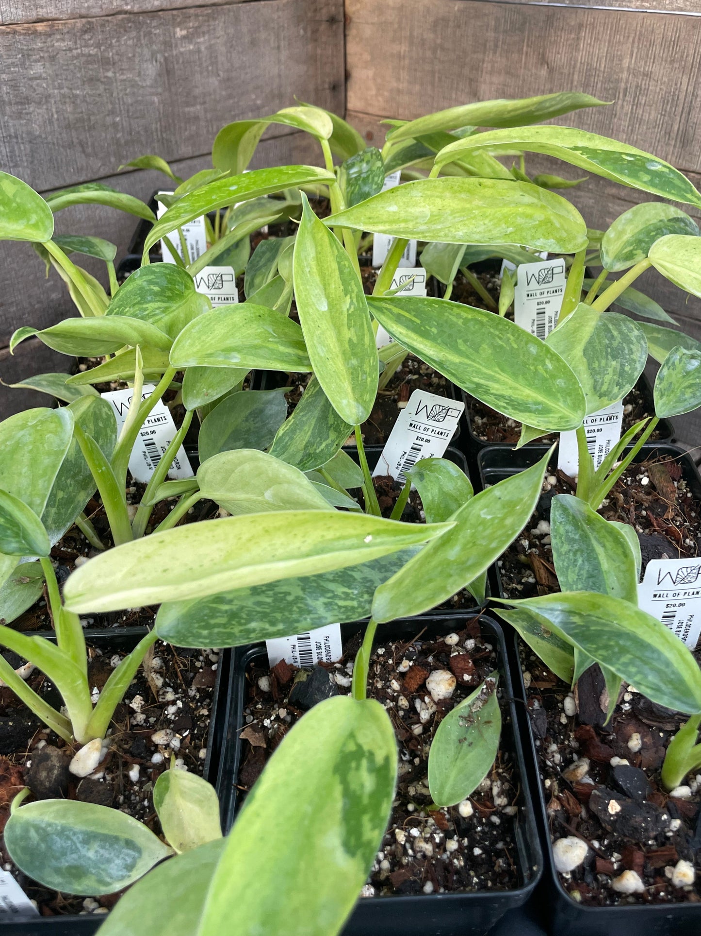 A group of Philodendron Jose Buono plants in black pots with green and white variegated leaves