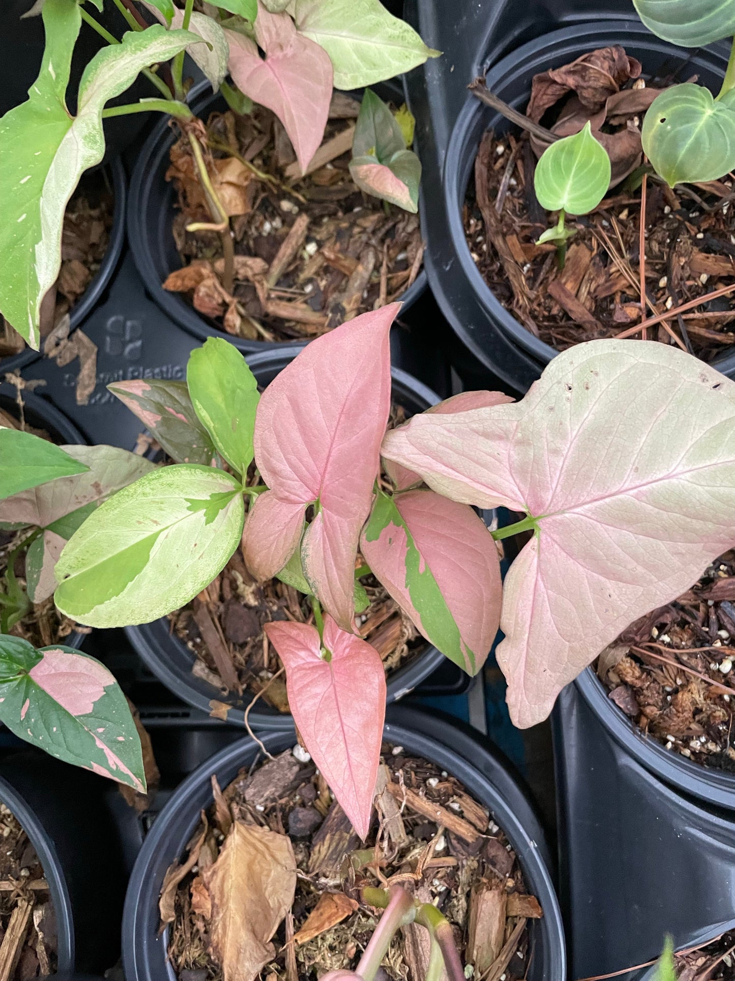 Syngonium Pink Splash