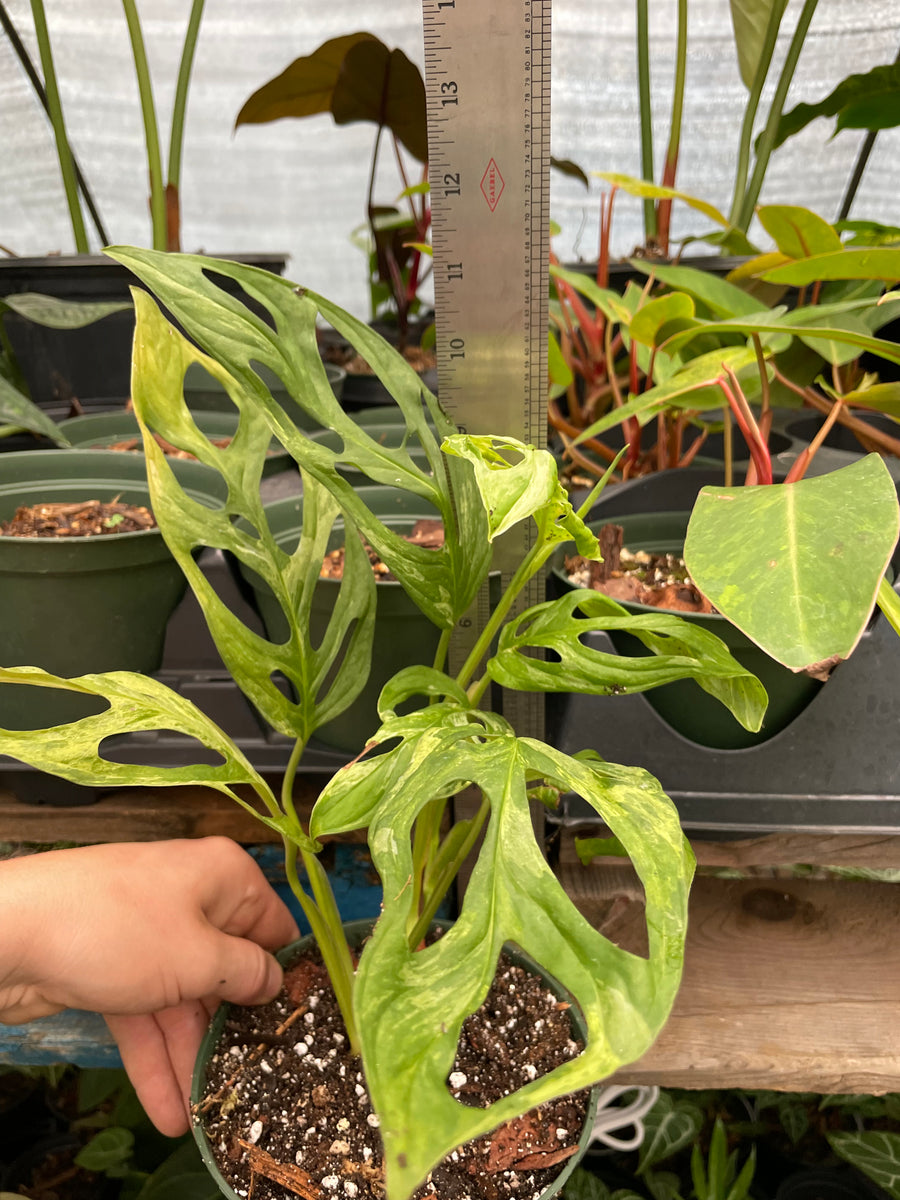  Monstera Mint Variegated Adansonii 4” Pot : Patio