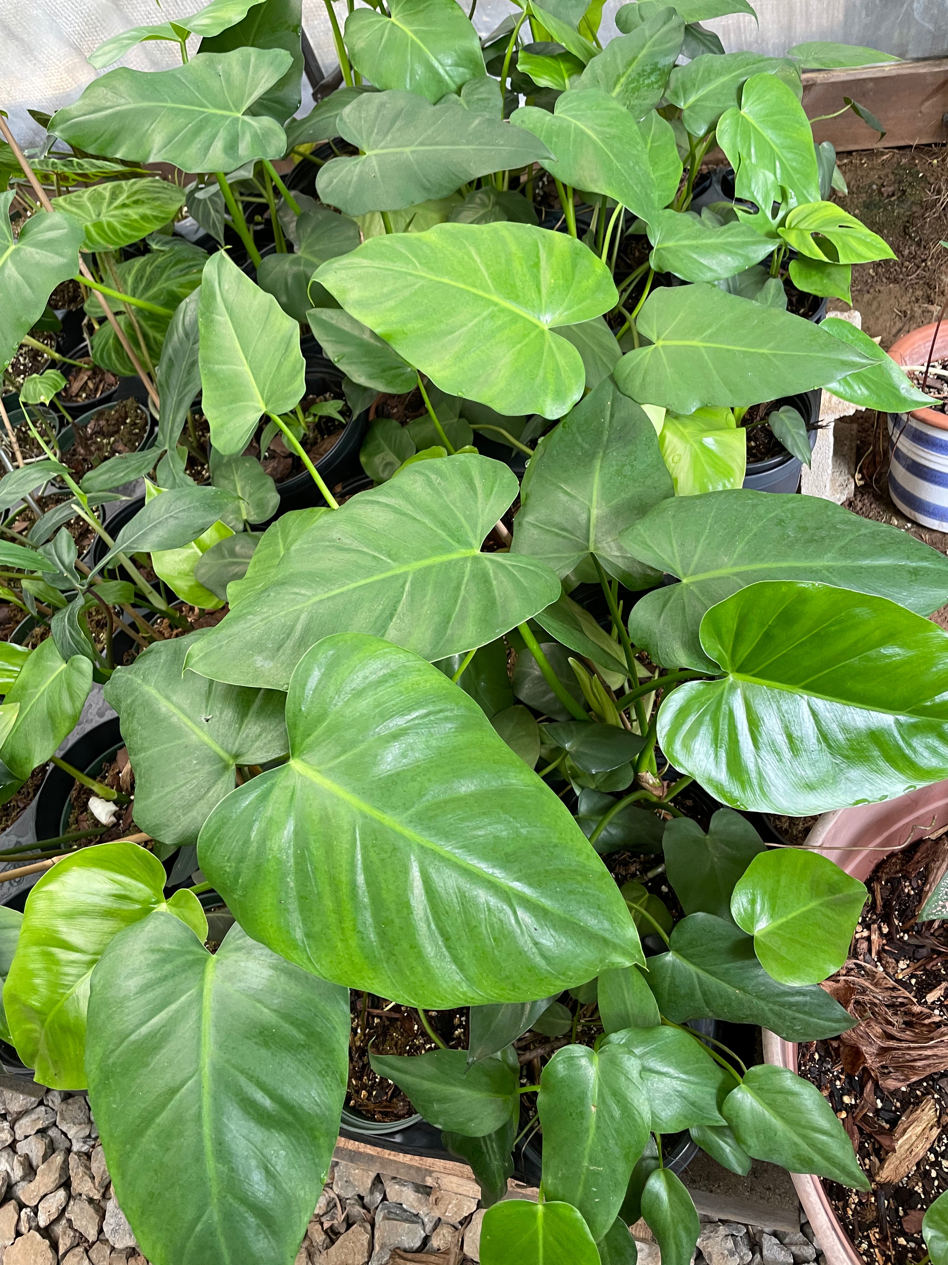 Philodendron Giganteum – Wall of Plants