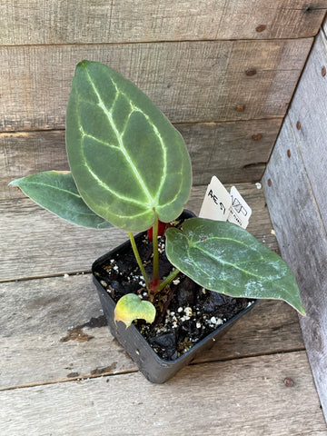 Anthurium Ace Of Spades AE51