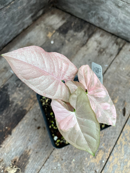 Syngonium Double Pink AA05
