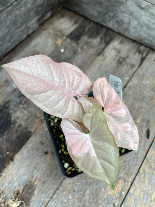 Syngonium Double Pink AA05