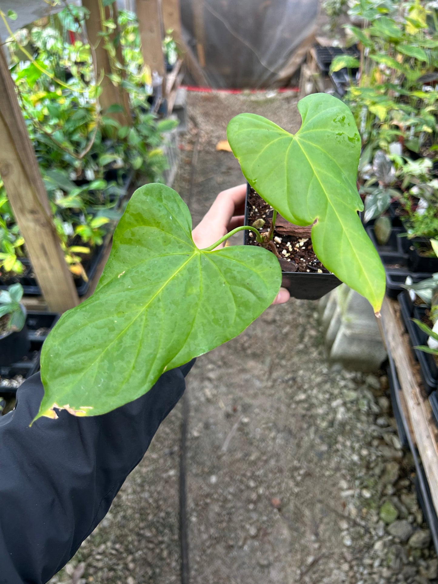 Custom Order- L. Melody