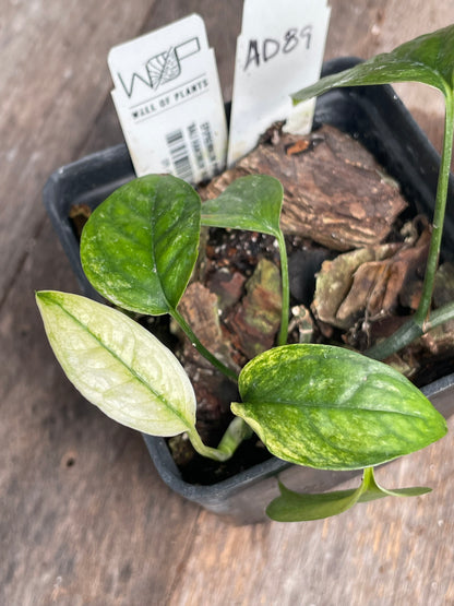 Epipremnum Hanoman Sp. ‘Bali’ AD89