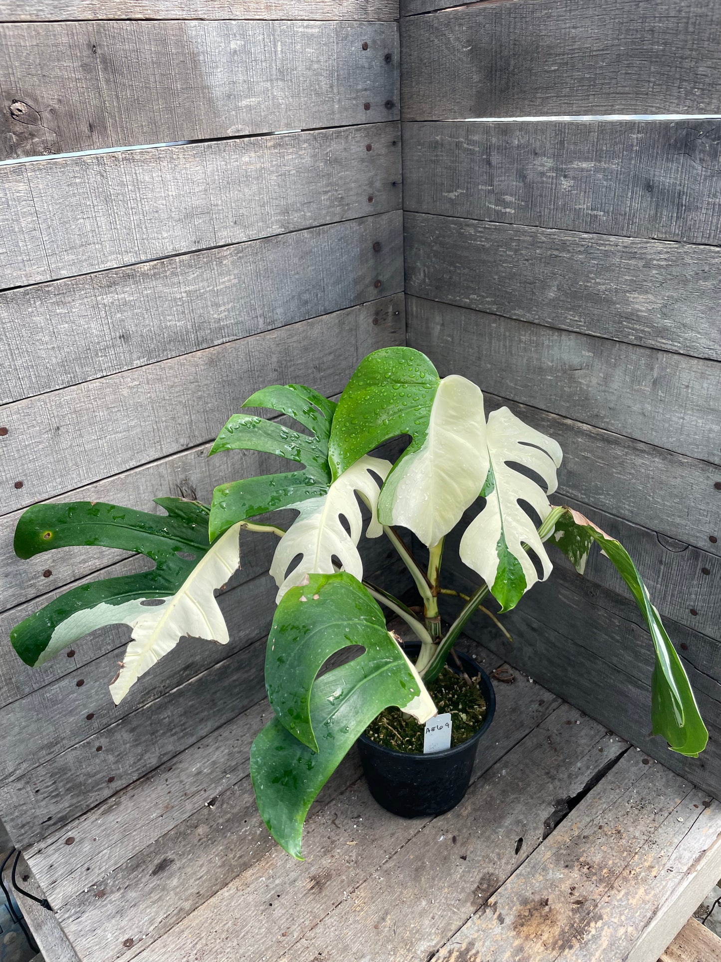 Monstera Albo AE69