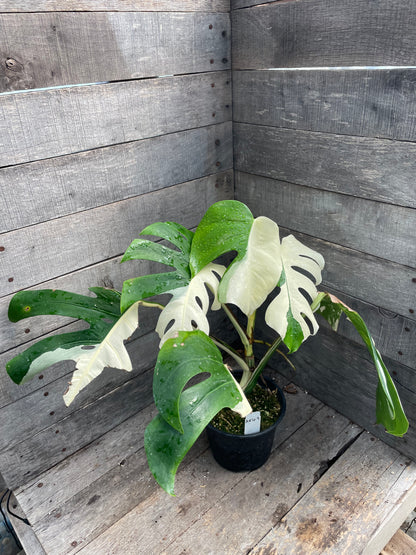 Monstera Albo AE69