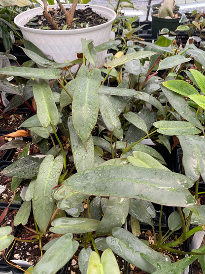 Philodendron Atabapoense
