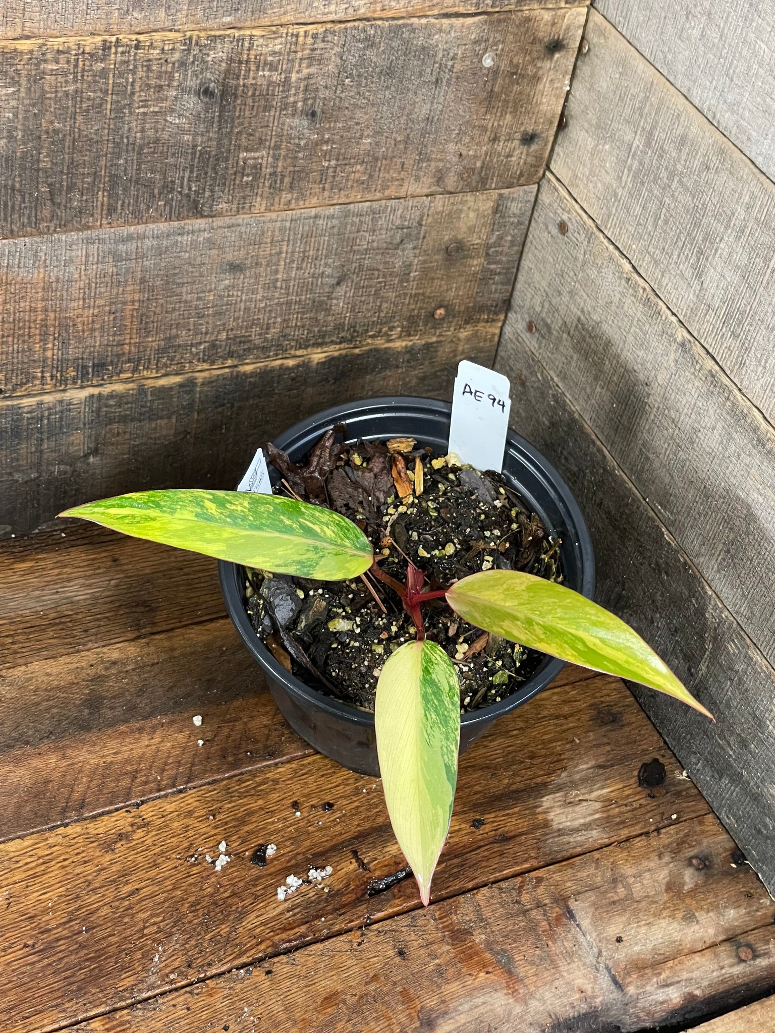 Philodendron Strawberry Shake