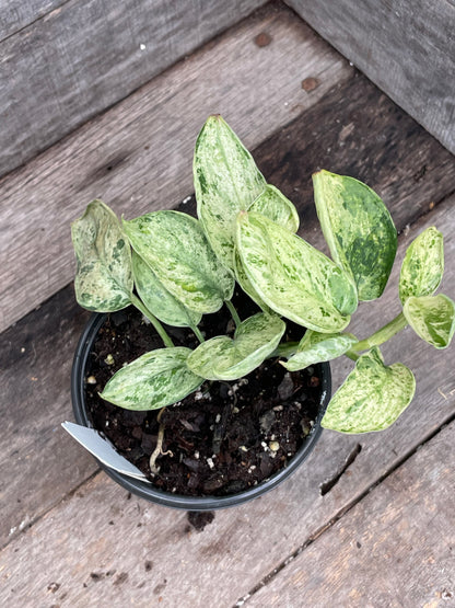 Scindapsus Marble Queen AD61